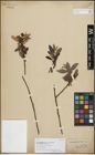 Foto von Salix longipes var. pubescens Andersson